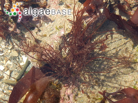 Staurastrum subgracillimum var. curvatum Behre