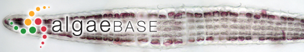 Anabaena oscillarioides f. torulosa Playfair