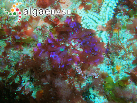 Anabaena perturbata var. tumida (Nygaard) Cronberg & Komárek