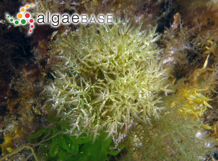 Strombomonas eurystoma (F.Stein) T.G.Popova