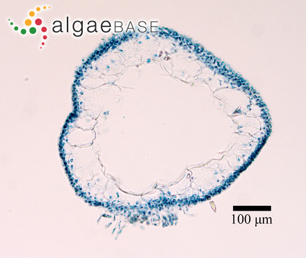 Neidium hustedtii R.F.Bastow