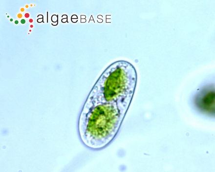 Gracilaria salzmannii Bornet ex Möbius