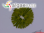 Micrasterias rotata Ralfs