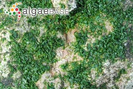 Batophora oerstedii J.Agardh