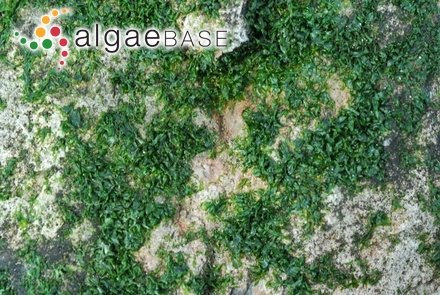 Acetabularia farlowii Solms-Laubach