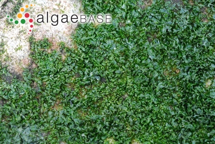 Acetabularia polyphysoides P.Crouan & H.Crouan