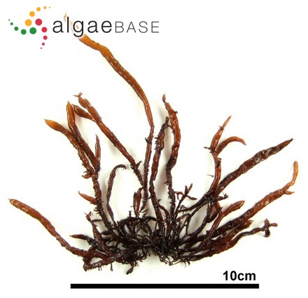Porphyra columbina Montagne
