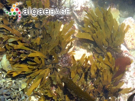 Endophyton atroviride O'Kelly