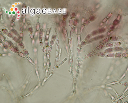 Prasiola crispa subsp. antarctica (Kützing) Knebel