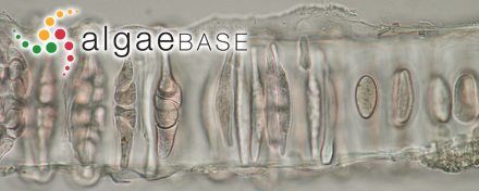 Ulvaria oxysperma (Kützing) Bliding
