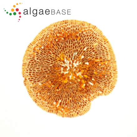 Bossiella compressa Kloczcova