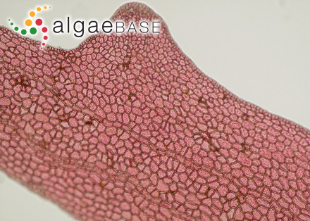 Pleuroblepharidella japonica (Okamura) M.J.Wynne
