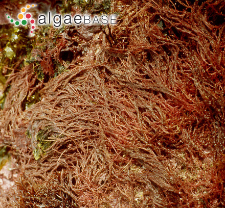 Fucus cartilagineus Linnaeus