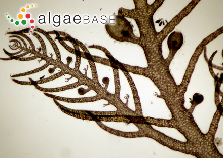 Delesseria filicina J.V.Lamouroux