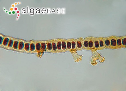 Melobesia corallinae P.Crouan & H.Crouan