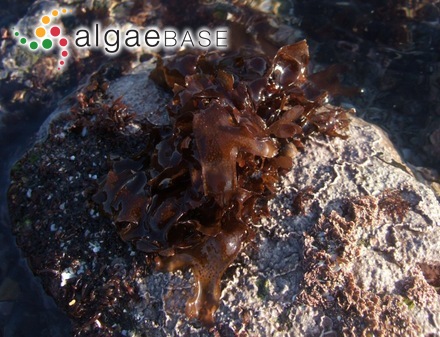 Spermothamnion gorgoneum (Montagne) Bornet