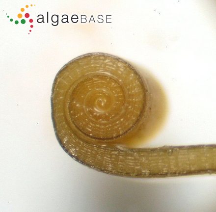 Sphaerococcus scutellatus Hering
