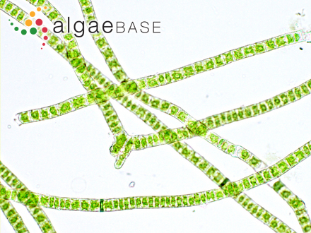 Entonema oligosporum (Strömfelt) Kylin