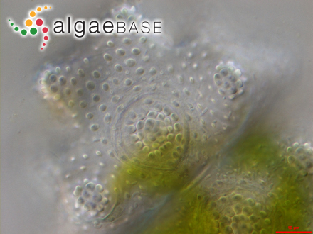 Polysiphonia penicillata (C.Agardh) Sprengel