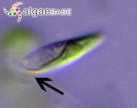 Dictyopteris camiguinensis Tanaka