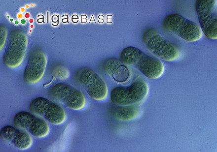 Ralfsia pangoensis Setchell