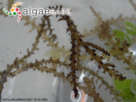 Plocaria furcellata Montagne