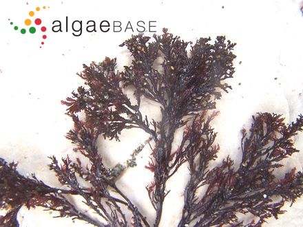 Bostrychia mazei P.Crouan & H.Crouan