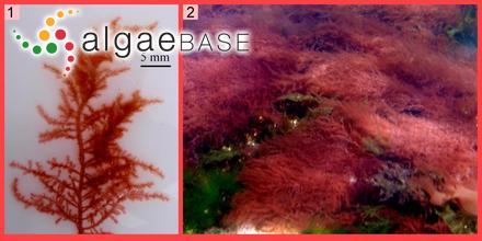 Pinnaria fastigiata Endlicher & Diesing