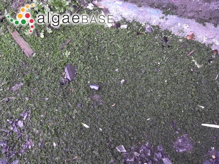 Sphacelaria implicata Sauvageau