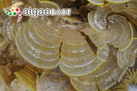 Mesotrema australis (Harvey) Papenfuss