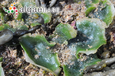 Nitophyllum erosum Harvey