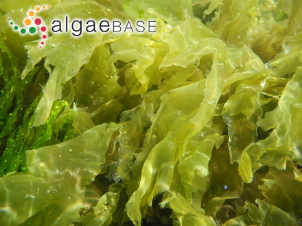 Sargassum crispum C.Agardh