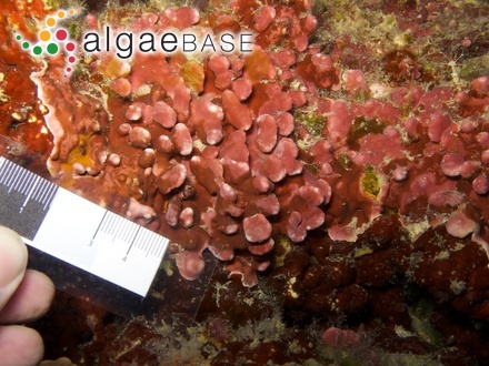 Halochlorococcum marinum P.J.L.Dangeard ex Guiry