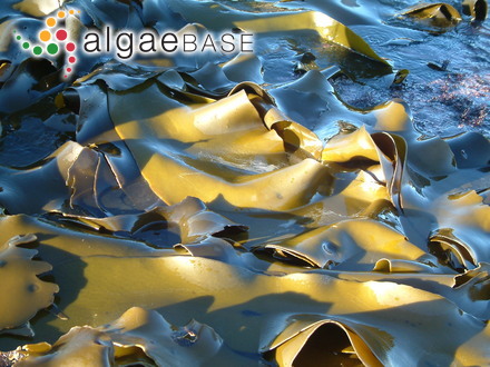 Fucus lacerifolius Turner