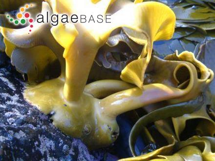 Sargassum acanthocarpum Suhr