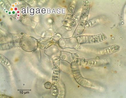 Phormidium minnesotense (Tilden) Drouet