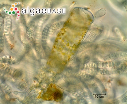 Oscillatoria minnesotensis Tilden