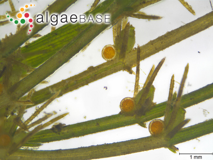 Oscillatoria nigroviridis Thwaites ex Gomont