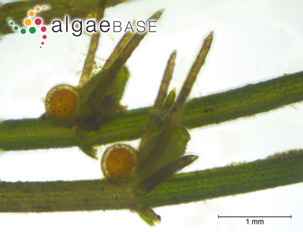 Oscillatoria okenii C.Agardh ex Gomont