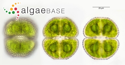 Sphaerococcus domingensis Kützing