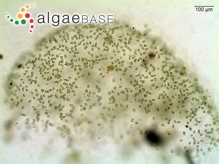 Audouinella plumosa var. variabilis (K.M.Drew) Garbary, G.I.Hansen Scagel