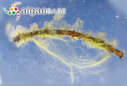 Dendrymenia skottsbergii (E.Y.Dawson)