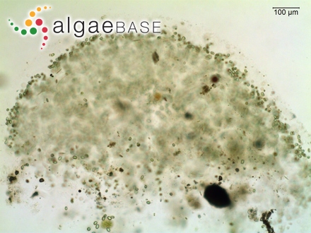 Rhabdonia mollis Harvey