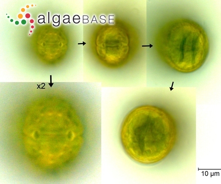 Elisiella arbuscula (J.Agardh) Womersley