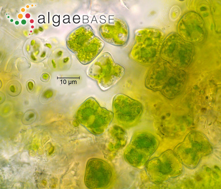 Millepora polymorpha var. globosa Esper