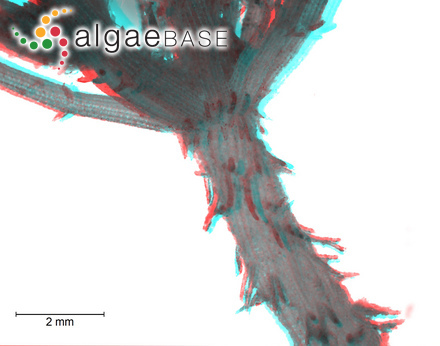 Gardnerula tenuissima C.K.Tseng & Hua