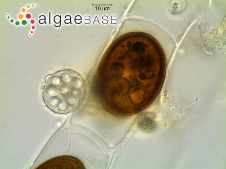 Caulerpa seuratii Weber Bosse