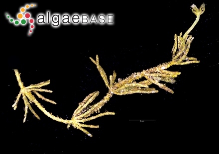 Gomphonema triangulare Playfair