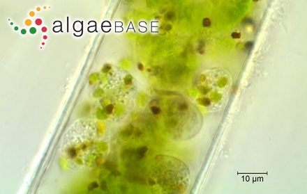 Licmophora flabellata (Greville) C.Agardh