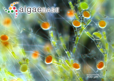 Tryblionella cruciata Playfair